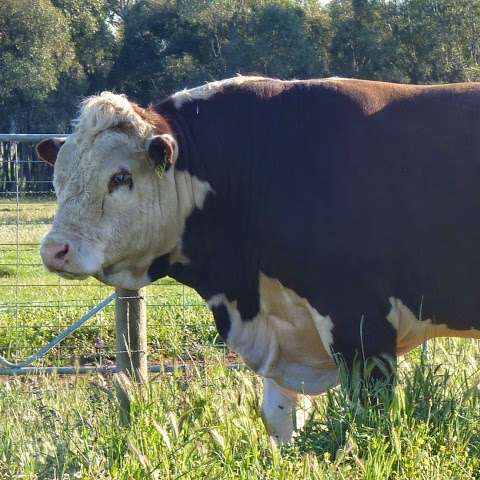 Photo: Redgate Poll Herefords